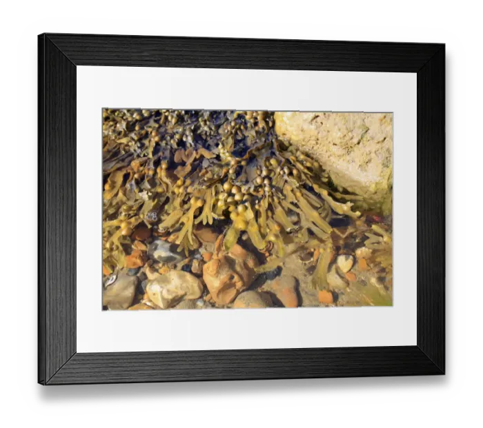 Framed Print : Bladder Wrack (Fucus vesiculosus) fronds with air bladders, floating on surface of shallow water on shore at low tide Framed Print : Bladder Wrack (Fucus vesiculosus) fronds with air bladders, floating on surface of shallow water on shore at low tide