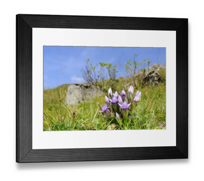 Framed Print : Dolomitian Gentian (Gentianella anisodonta) flowering, growing in montane habitat, Italian Alps, Italy, september Framed Print : Dolomitian Gentian (Gentianella anisodonta) flowering, growing in montane habitat, Italian Alps, Italy, september