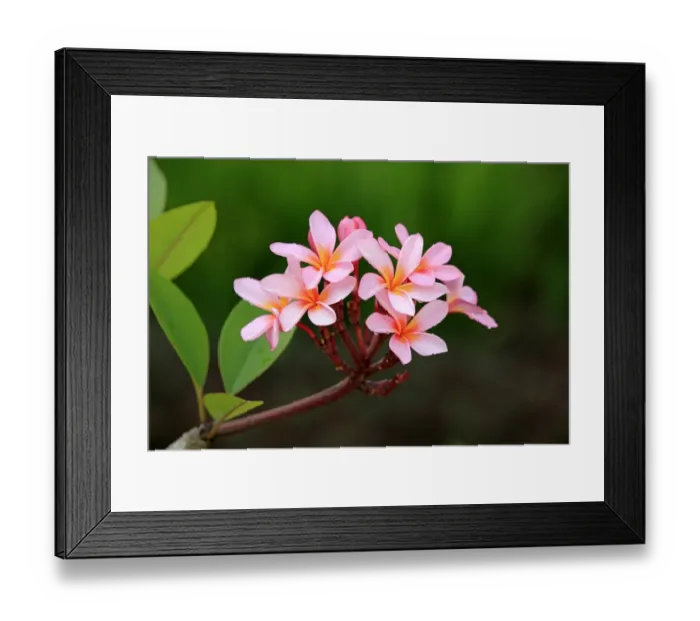 Framed Print : White Frangipani (Plumeria pudica) close-up of flowers, Kota Kinabalu, Sabah, Borneo, Malaysia Framed Print : White Frangipani (Plumeria pudica) close-up of flowers, Kota Kinabalu, Sabah, Borneo, Malaysia