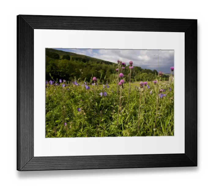 Framed Print : Melancholy Thistle (Cirsium heterophyllum) and Meadow Cranesbill (Geranium pratense) flowering, growing on roadside Framed Print : Melancholy Thistle (Cirsium heterophyllum) and Meadow Cranesbill (Geranium pratense) flowering, growing on roadside