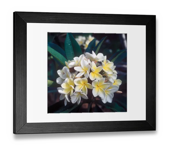 Framed Print : Frangipani (Plumieria acutifolia) South Africa Framed Print : Frangipani (Plumieria acutifolia) South Africa