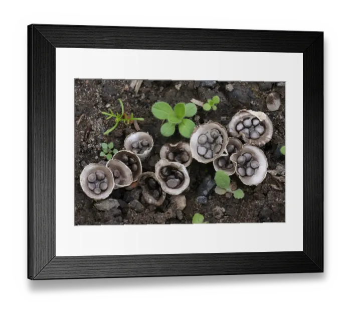 Framed Print : Field Birds Nest Fungus (Crucibulum laeve) fruiting bodies, splash cups with peridiole spore capsules Framed Print : Field Birds Nest Fungus (Crucibulum laeve) fruiting bodies, splash cups with peridiole spore capsules