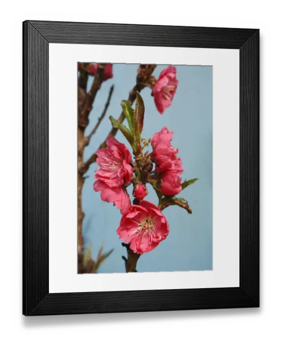 Framed Print : Dwarf Nectarine (Prunus persica var. nucipersica) Garden Beauty, close-up of flowers, in garden, Suffolk, England