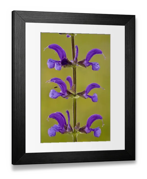 Framed Print : Meadow Clary (Salvia pratensis) close-up of flowers, growing in old meadow, Slovenia, june