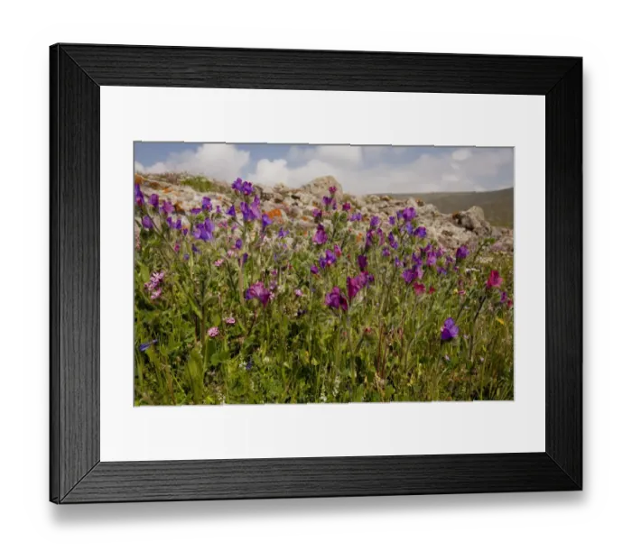 Framed Print : Purple Vipers Bugloss (Echium plantagineum) flowering, Lesvos, Greece, march Framed Print : Purple Vipers Bugloss (Echium plantagineum) flowering, Lesvos, Greece, march