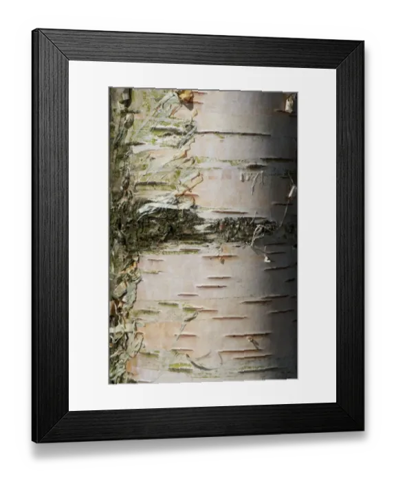 Framed Print : Silver Birch (Betula pendula) close-up of bark, growing in upland woodland, England, april Framed Print : Silver Birch (Betula pendula) close-up of bark, growing in upland woodland, England, april
