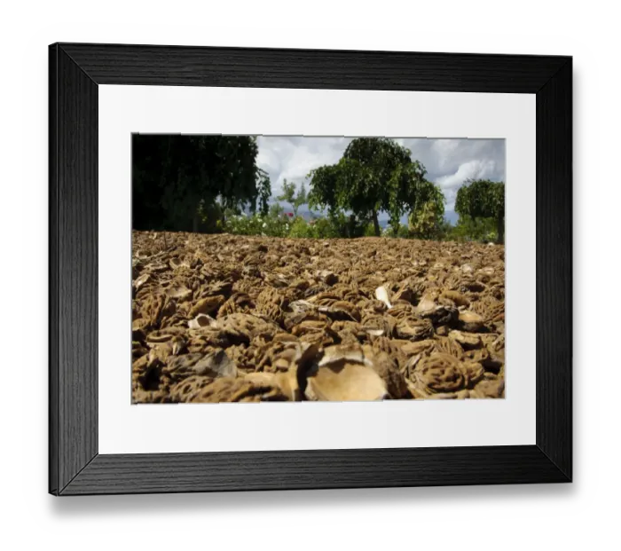 Framed Print : Peach (Prunus persica) stones, used as carpark surface, Swellendam, Western Cape, South Africa Framed Print : Peach (Prunus persica) stones, used as carpark surface, Swellendam, Western Cape, South Africa