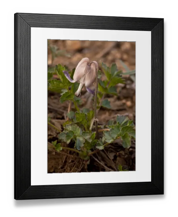 Framed Print : Steers Head (Dicentra uniflora) flowering, growing at snowline, Northern California, U. S. A. july Framed Print : Steers Head (Dicentra uniflora) flowering, growing at snowline, Northern California, U. S. A. july