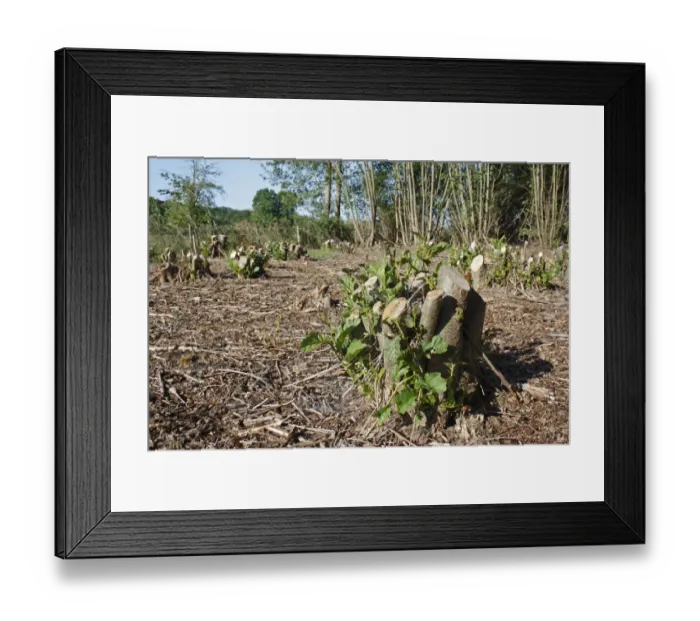 Framed Print : Common Alder (Alnus glutinosa) coppiced stool with new growth, in river valley fen, Great Fen Framed Print : Common Alder (Alnus glutinosa) coppiced stool with new growth, in river valley fen, Great Fen
