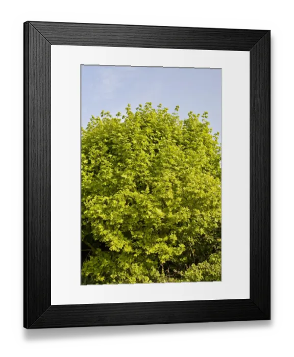 Framed Print : Field Maple (Acer campestre) spring foliage, growing in hedgerow, Dorset. England, april Framed Print : Field Maple (Acer campestre) spring foliage, growing in hedgerow, Dorset. England, april