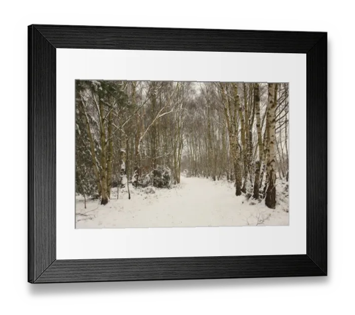 Framed Print : Silver Birch (Betula pendula) woodland habitat with snow covered path, Surrey, England, december Framed Print : Silver Birch (Betula pendula) woodland habitat with snow covered path, Surrey, England, december