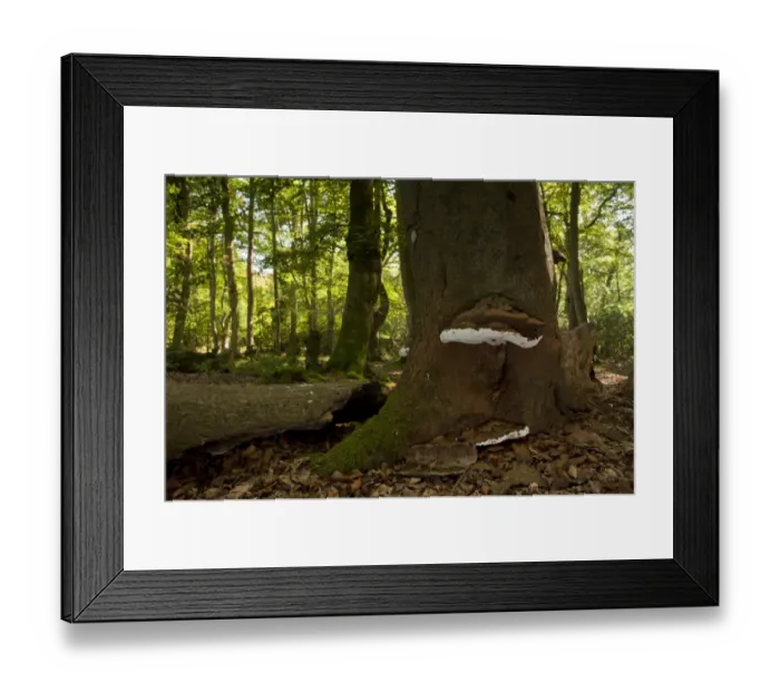 Framed Print : Artists Fungi (Ganoderma applanatum) fruiting bodies, growing on beech trunk in woodland habitat, Lyndhurst Hill Framed Print : Artists Fungi (Ganoderma applanatum) fruiting bodies, growing on beech trunk in woodland habitat, Lyndhurst Hill