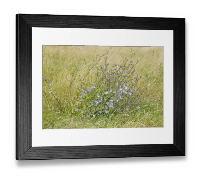 Framed Print : Wild Chicory (Cichorium intybus) flowering, Rainham Marshes RSPB Reserve, Thames Estuary, Essex, England, august Framed Print : Wild Chicory (Cichorium intybus) flowering, Rainham Marshes RSPB Reserve, Thames Estuary, Essex, England, august