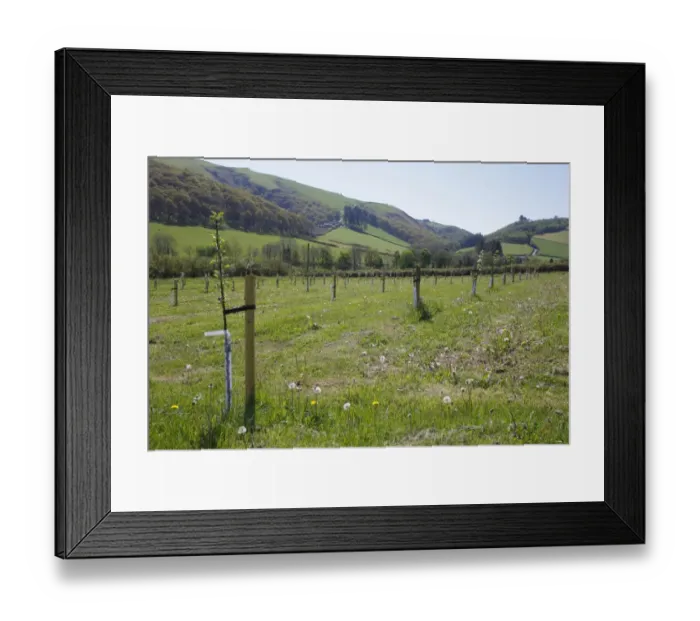Framed Print : Cultivated Apple (Malus domestica) Howgate Wonder, newly planted maiden whips in organic orchard, Powys, Wales. april Framed Print : Cultivated Apple (Malus domestica) Howgate Wonder, newly planted maiden whips in organic orchard, Powys, Wales. april