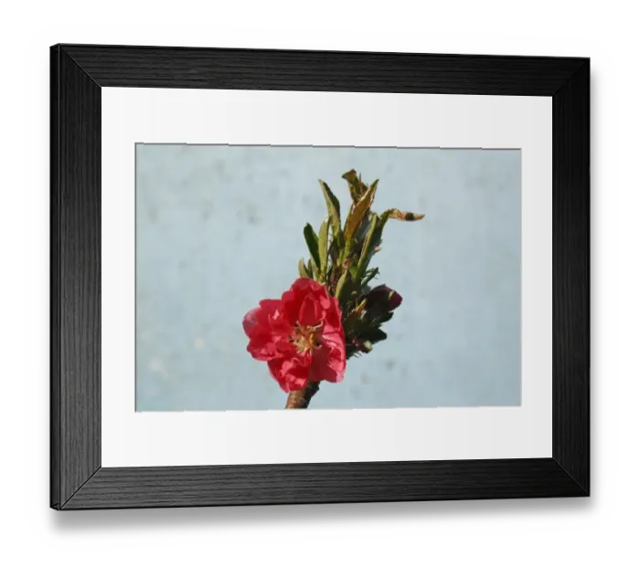 Framed Print : Dwarf Nectarine (Prunus persica var. nucipersica) Garden Beauty, close-up of flowers, in garden, Suffolk, England Framed Print : Dwarf Nectarine (Prunus persica var. nucipersica) Garden Beauty, close-up of flowers, in garden, Suffolk, England