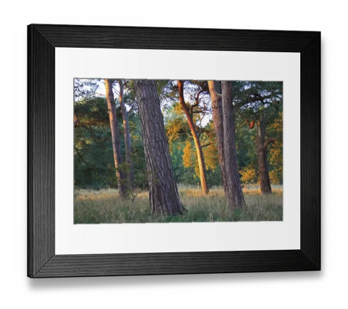 Framed Print : Scots Pine (Pinus sylvestris) trunks sunlit at dawn, in breckland heathland habitat, Knettishall Heath Country Park