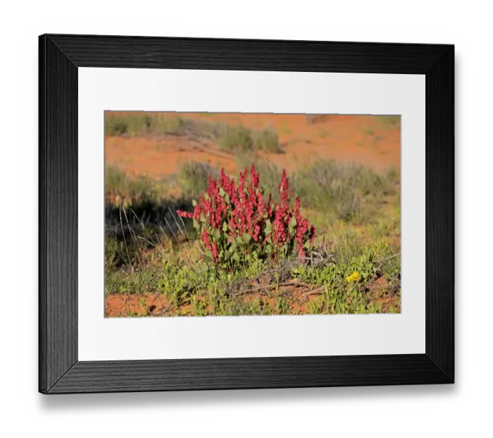 Framed Print : Bladderdock (Rumex vesicarius) introduced species, flowering, Sturt N. P. New South Wales, Australia Framed Print : Bladderdock (Rumex vesicarius) introduced species, flowering, Sturt N. P. New South Wales, Australia