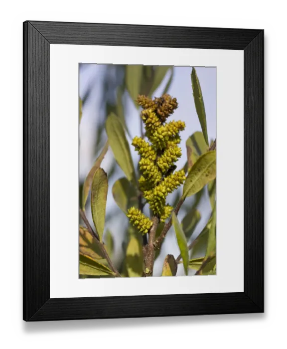 Framed Print : Bog Myrtle (Myrica gale) in fruit, Dorset, England, october