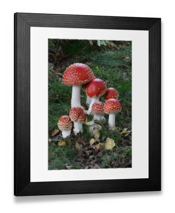 Framed Print : Fly Agaric (Amanita muscaria) fruiting bodies, group growing in Silver Birch (Betula pendula) woodland, Leicestershire Framed Print : Fly Agaric (Amanita muscaria) fruiting bodies, group growing in Silver Birch (Betula pendula) woodland, Leicestershire