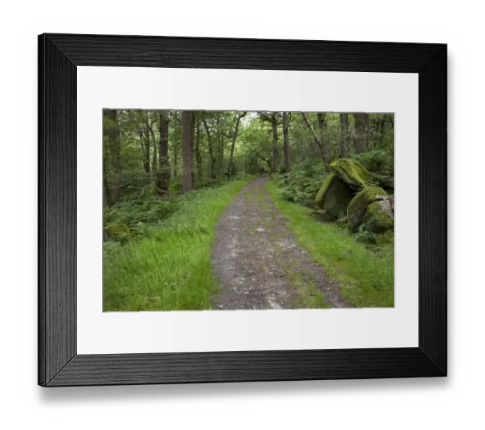 Framed Print : Path through deciduous woodland habitat, Padley Woods, Padley Gorge, Peak District, Derbyshire, England, july