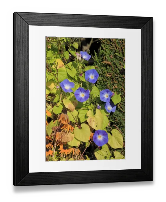 Framed Print : Common Morning Glory (Ipomoea purpurea) flowering, in garden, Ellerstadt, Rhineland-Palatinate, Germany, october Framed Print : Common Morning Glory (Ipomoea purpurea) flowering, in garden, Ellerstadt, Rhineland-Palatinate, Germany, october