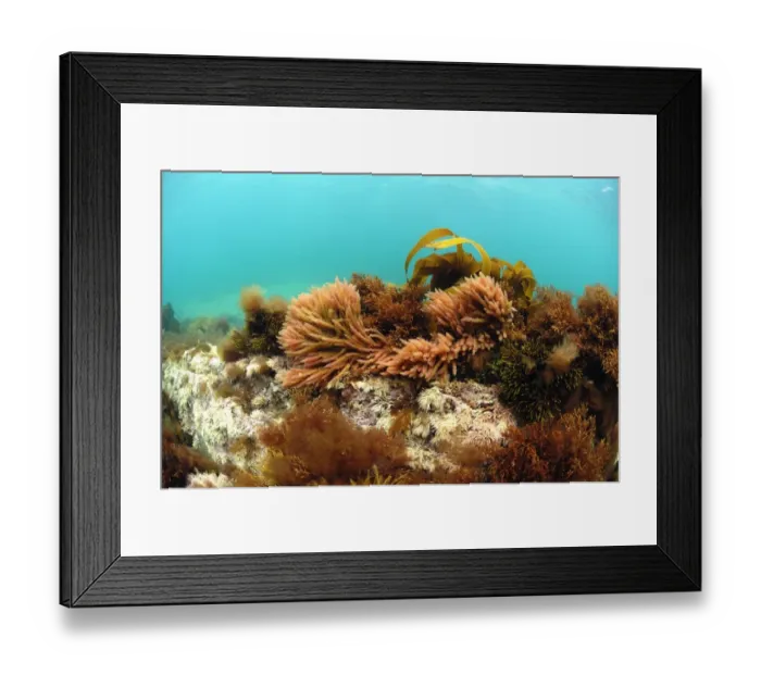 Framed Print : Harpoon Weed (Asparagopsis armata) and Kelp (Laminaria sp. ) underwater, growing on shallow rocky reef, Brandy Bay Framed Print : Harpoon Weed (Asparagopsis armata) and Kelp (Laminaria sp. ) underwater, growing on shallow rocky reef, Brandy Bay
