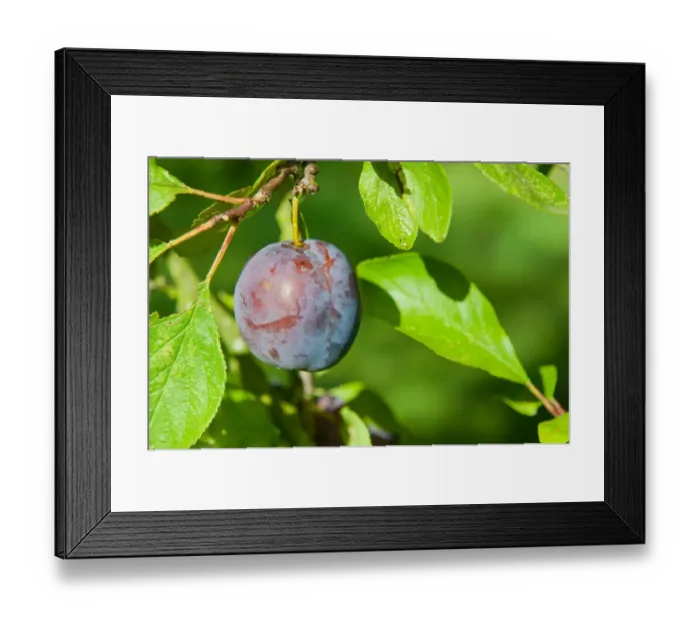 Framed Print : Plum (Prunus domestica) Kirkes Blue, close-up of fruit, growing in orchard, Norfolk, England, august Framed Print : Plum (Prunus domestica) Kirkes Blue, close-up of fruit, growing in orchard, Norfolk, England, august