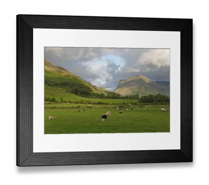 Framed Print : View of upland valley pasture with sheep grazing, Buttermere, Lake District, Cumbria, England, july Framed Print : View of upland valley pasture with sheep grazing, Buttermere, Lake District, Cumbria, England, july