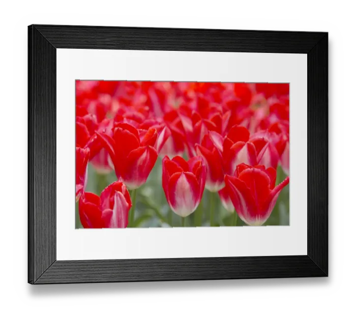 Framed Print : Tulip (Tulipa sp. ) Gerrit de Jongh, flowering, Keukenhof Gardens, South Holland, Netherlands Framed Print : Tulip (Tulipa sp. ) Gerrit de Jongh, flowering, Keukenhof Gardens, South Holland, Netherlands