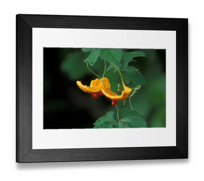 Framed Print : Herbaceous Vine (Momordica charantia) Red seeds / Galapagos Framed Print : Herbaceous Vine (Momordica charantia) Red seeds / Galapagos