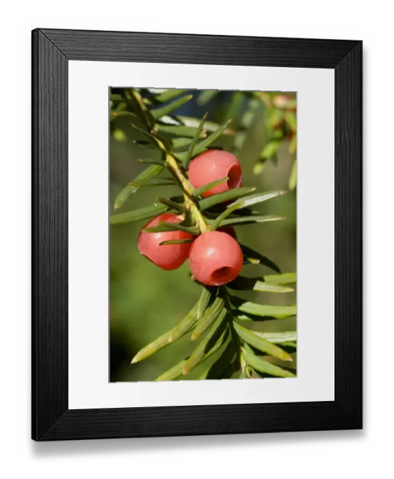 Framed Print : Common Yew (Taxus baccata) close-up of berries, Sussex, England