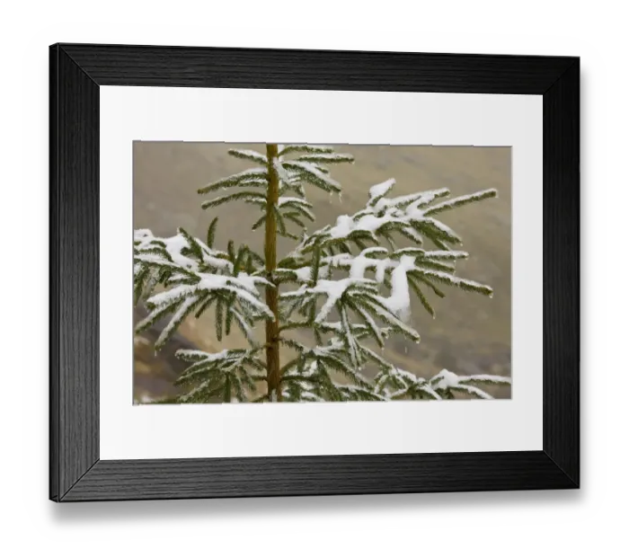 Framed Print : Norway Spruce (Picea abies) needles covered with light snow and frost, high in mountains, Fagaras Mountains Framed Print : Norway Spruce (Picea abies) needles covered with light snow and frost, high in mountains, Fagaras Mountains