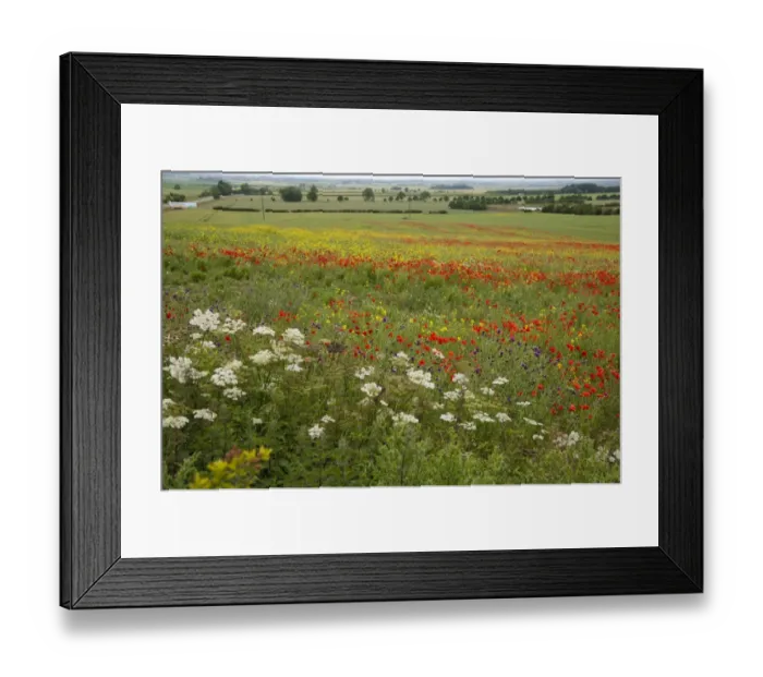 Framed Print : Mixed wildflowers, including Corn Poppy (Papaver rhoeas), growing at edge of Oilseed Rape (Brassica napus) field Framed Print : Mixed wildflowers, including Corn Poppy (Papaver rhoeas), growing at edge of Oilseed Rape (Brassica napus) field