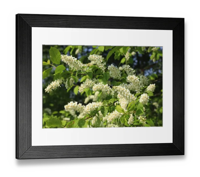 Framed Print : Bird Cherry (Prunus padus) close-up of flowers, Powys, Wales, april