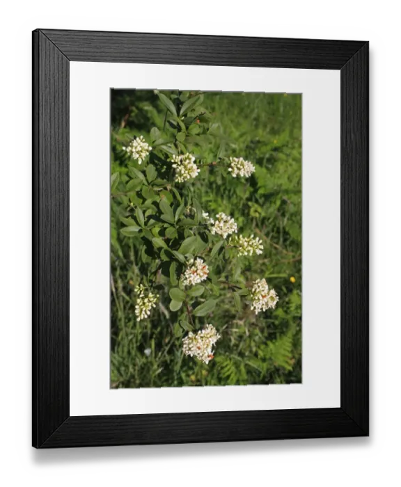 Framed Print : Wild Privet (Ligustrum vulgare) close-up of flowers and leaves, growing in valley fen reserve, Market Weston Fen Framed Print : Wild Privet (Ligustrum vulgare) close-up of flowers and leaves, growing in valley fen reserve, Market Weston Fen