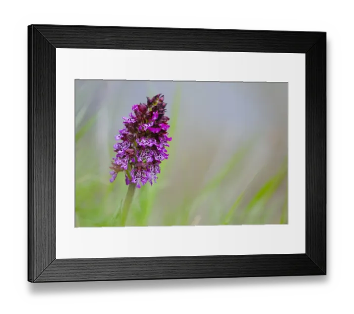 Framed Print : Lady Orchid (Orchis purpurea) flowerspike, Italy, april Framed Print : Lady Orchid (Orchis purpurea) flowerspike, Italy, april
