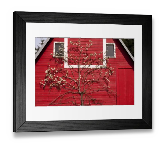Framed Print : Common Pear (Pyrus communis) flowering, growing against red barn, Snohomish County, Lake Stevens, Washington State