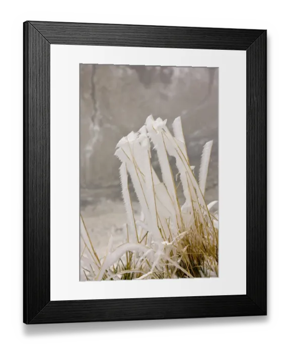 Framed Print : Grasses covered with ice from freezing fog, high in mountains, Fagaras Mountains, Southern Carpathians, Romania