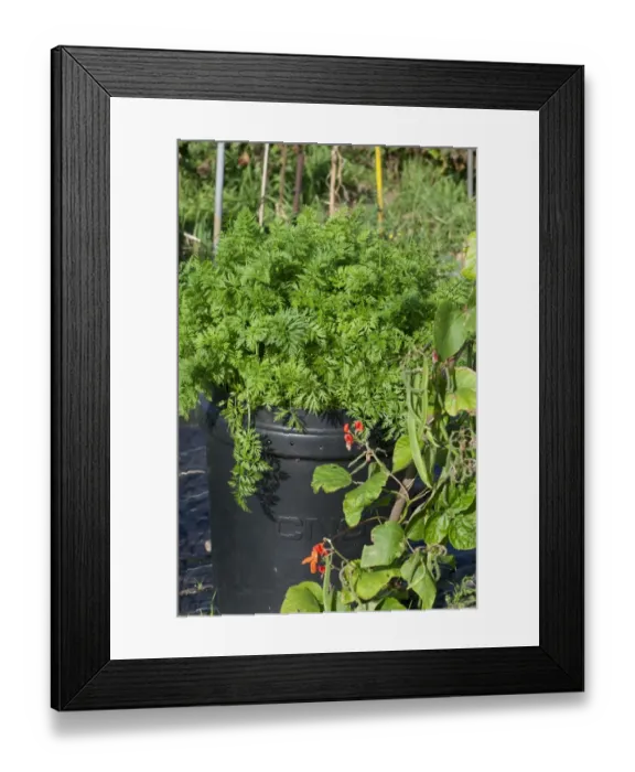 Framed Print : Carrot (Daucus carota sativus) crop, growing in plastic bin on allotment garden, Norfolk, England, september Framed Print : Carrot (Daucus carota sativus) crop, growing in plastic bin on allotment garden, Norfolk, England, september