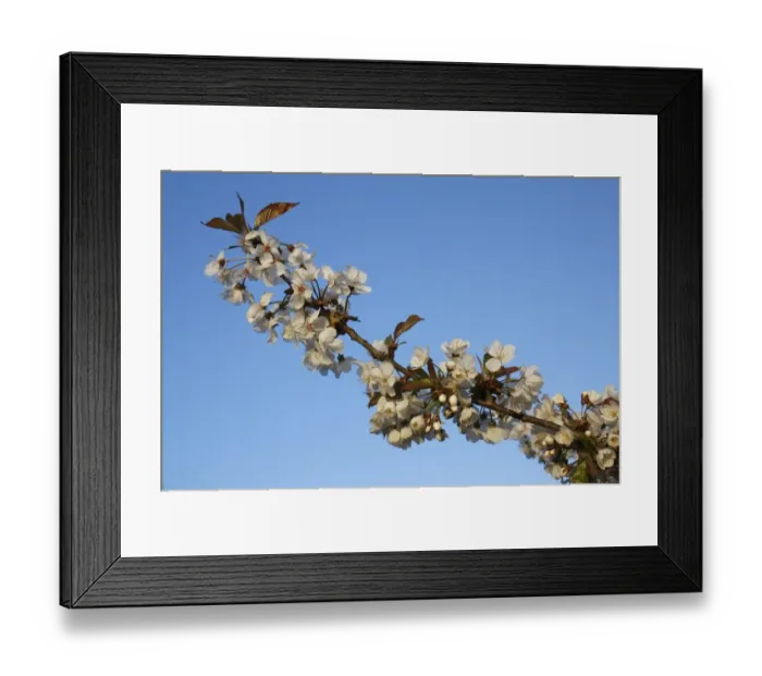 Framed Print : Wild Cherry (Prunus avium) close-up of flowers, Bacton, Suffolk, England, april