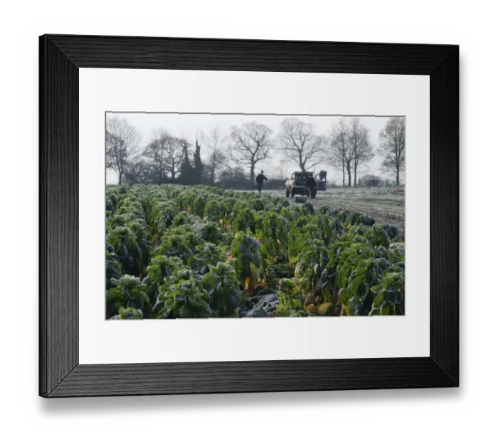 Framed Print : Brussels Sprout (Brassica oleracea) crop, field being harvested in frosty conditions, Arley, Cheshire, England Framed Print : Brussels Sprout (Brassica oleracea) crop, field being harvested in frosty conditions, Arley, Cheshire, England