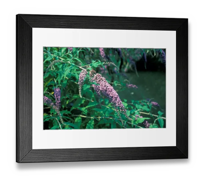 Framed Print : Buddleia (Buddleia davidii) Framed Print : Buddleia (Buddleia davidii)