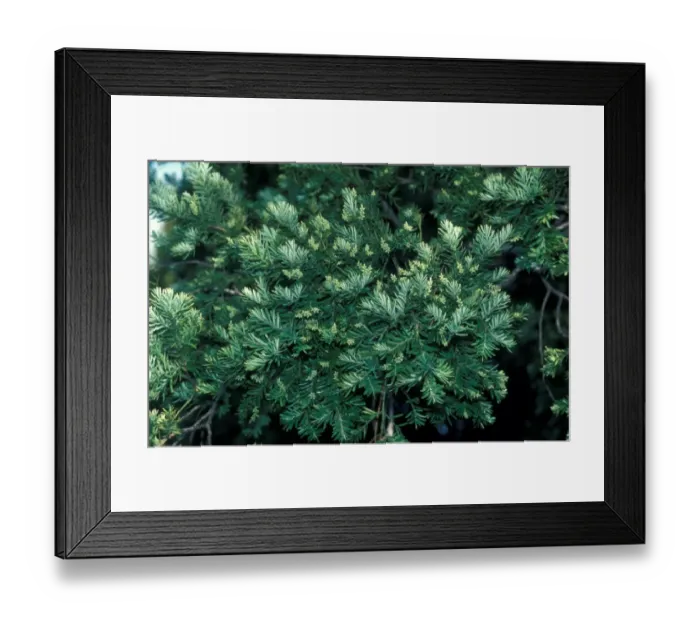 Framed Print : YewPlum Fruited (Podocaarpus andinus) February Framed Print : YewPlum Fruited (Podocaarpus andinus) February
