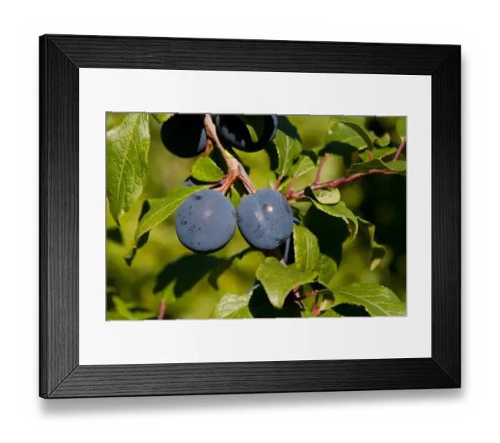 Framed Print : Damson (Prunus domestica var. insititia) Langley Bullace, close-up of fruit, growing in orchard, Norfolk, England Framed Print : Damson (Prunus domestica var. insititia) Langley Bullace, close-up of fruit, growing in orchard, Norfolk, England