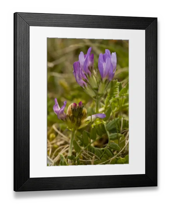 Framed Print : Purple Milk-vetch (Astragalus danicus) flowering, Cranwich Camp, Breckland, Norfolk, England, may Framed Print : Purple Milk-vetch (Astragalus danicus) flowering, Cranwich Camp, Breckland, Norfolk, England, may