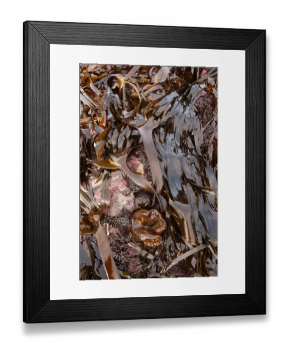 Framed Print : Furbellows (Saccorhiza polyschides) fronds, attached to rocks at low tide, Kimmeridge, Dorset, England, february Framed Print : Furbellows (Saccorhiza polyschides) fronds, attached to rocks at low tide, Kimmeridge, Dorset, England, february