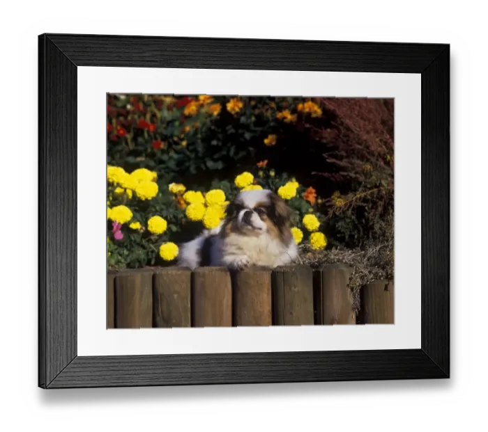 Framed Print : Domestic Dog, Pekingese, adult, laying on flowerbed in garden Framed Print : Domestic Dog, Pekingese, adult, laying on flowerbed in garden