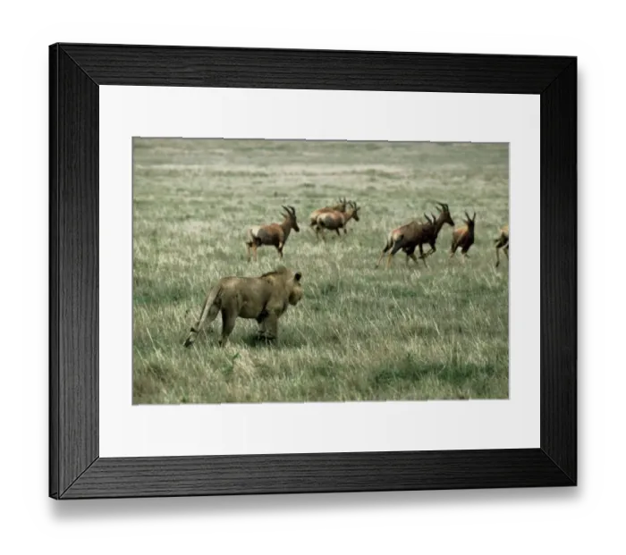 Framed Print : Lion (Panthera leo) adult male, hunting Topi (Damaliscus lunatus) herd, Masai Mara, Kenya Framed Print : Lion (Panthera leo) adult male, hunting Topi (Damaliscus lunatus) herd, Masai Mara, Kenya