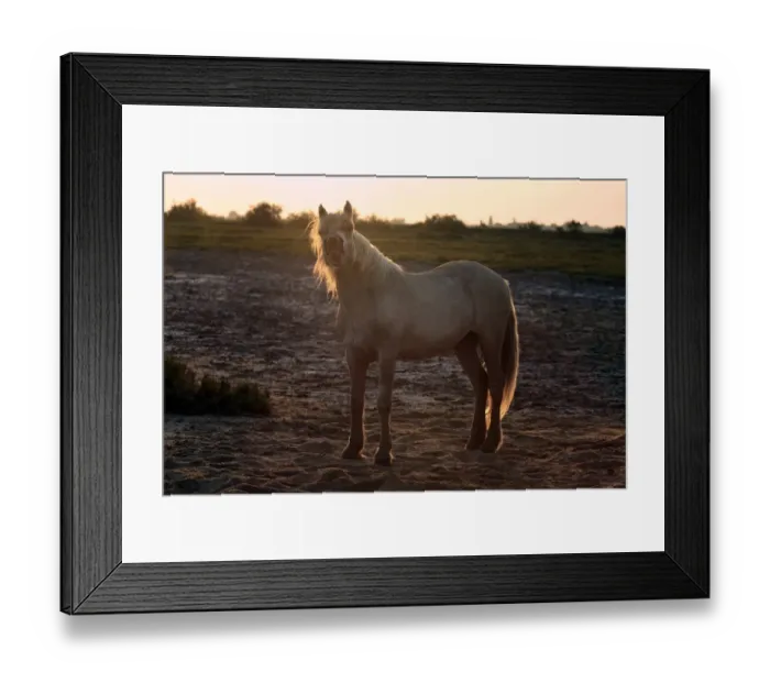 Framed Print : Camargue Horse, stallion, in flehmen, backlit at sunset, Saintes Marie de la Mer, Camargue, Bouches du Rhone, France