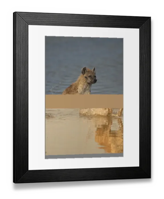 Framed Print : Spotted Hyena (Crocuta crocuta) adult, running through water, Lake Nakuru, Great Rift Valley, Kenya Framed Print : Spotted Hyena (Crocuta crocuta) adult, running through water, Lake Nakuru, Great Rift Valley, Kenya